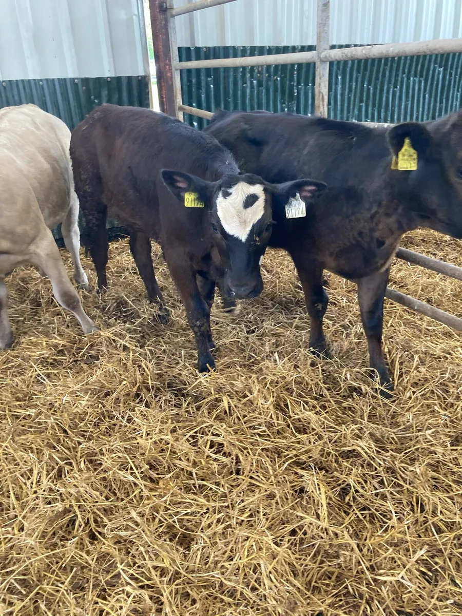 SUPER QUALITY CH/LIM HEIFER WEANLINGS - Image 3