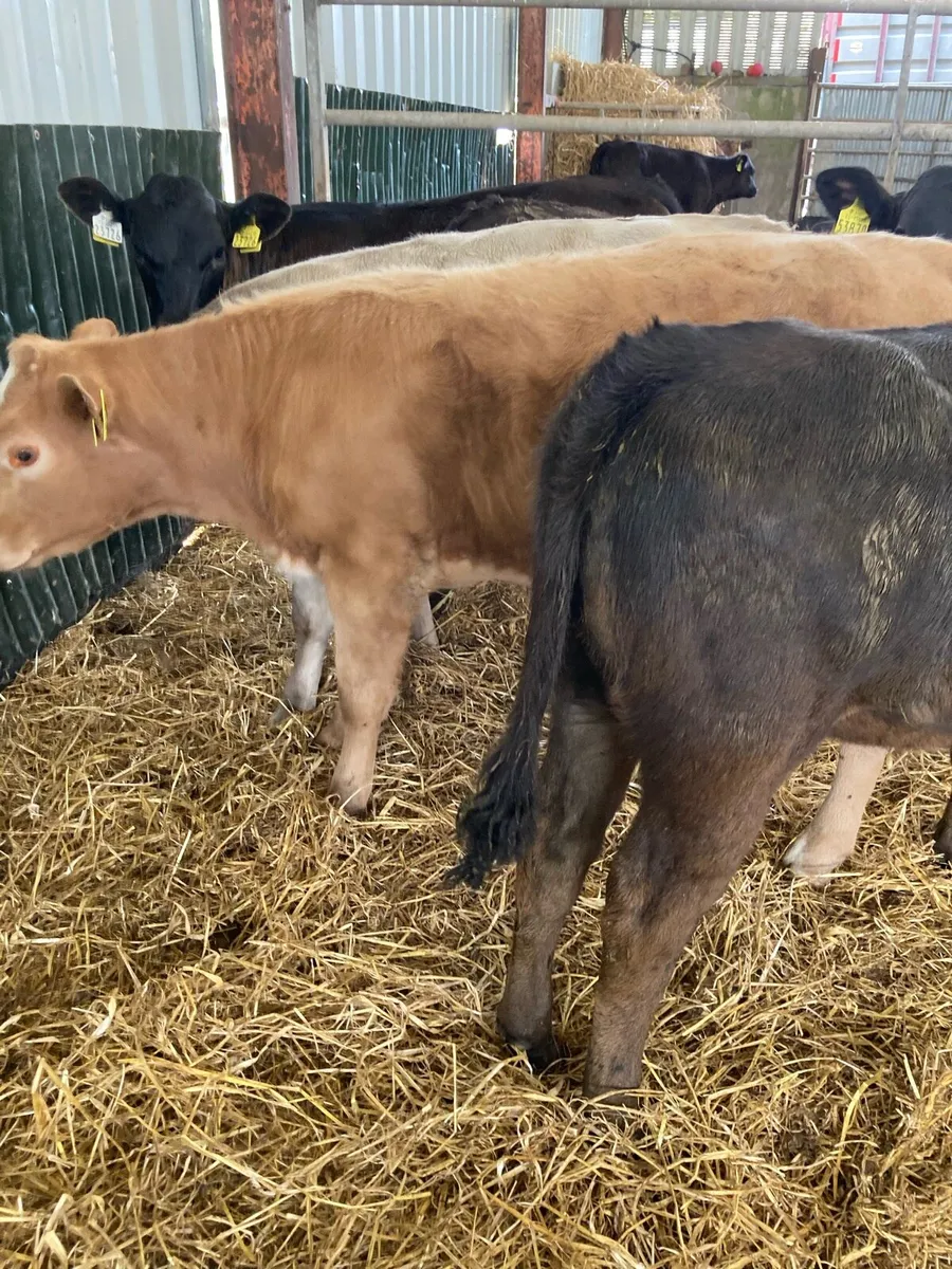 SUPER QUALITY CH/LIM HEIFER WEANLINGS - Image 4