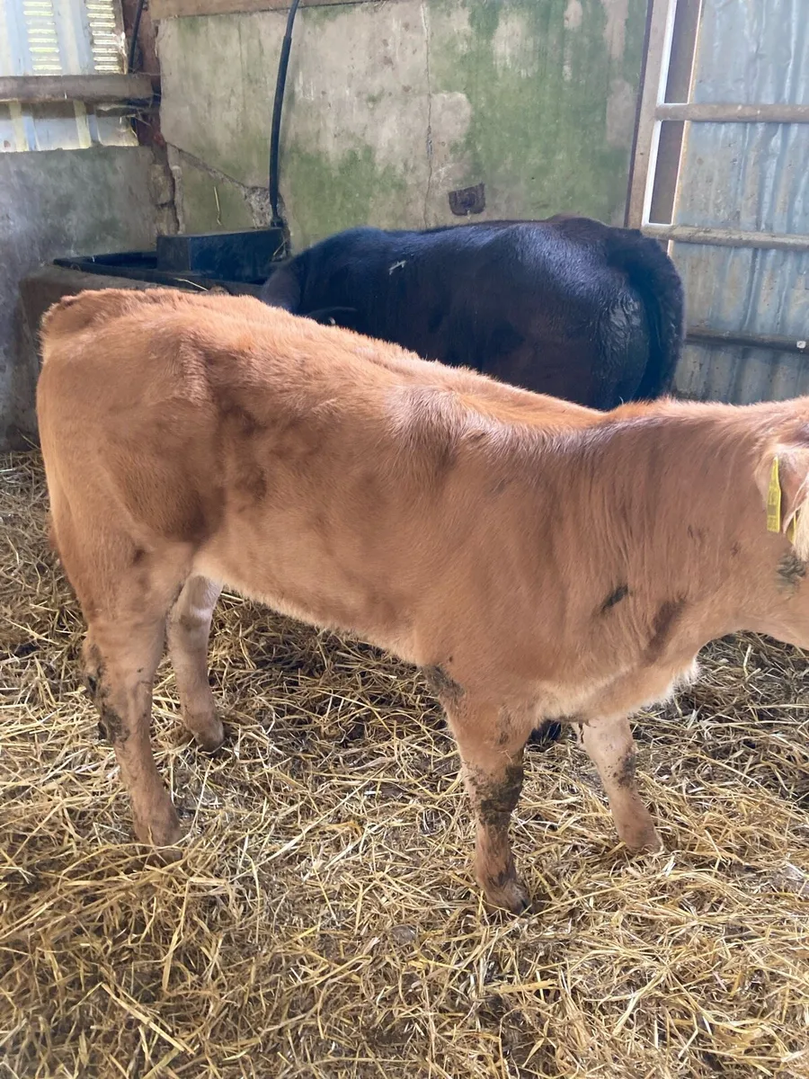 SUPER QUALITY CH/LIM HEIFER WEANLINGS - Image 1