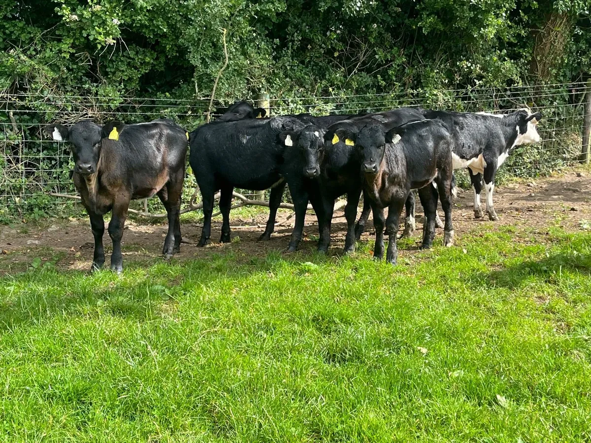 7 super  Angus heifer weanlings - Image 1