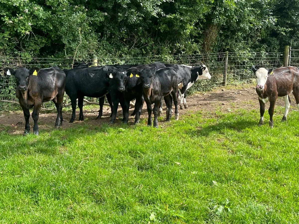 7 super  Angus heifer weanlings - Image 2