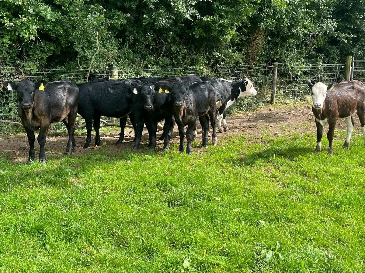 7 super  Angus heifer weanlings - Image 3