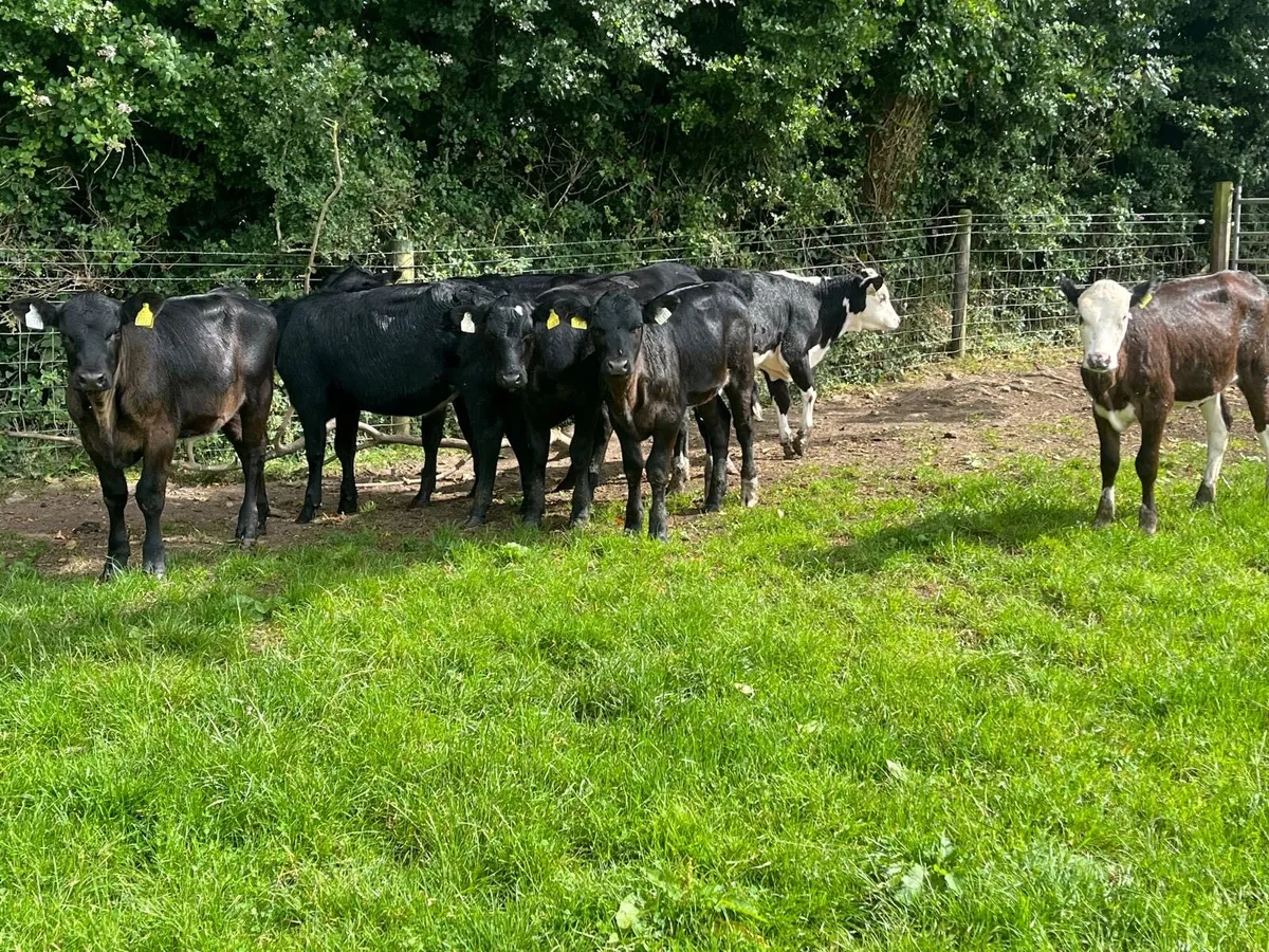 7 super  Angus heifer weanlings - Image 4