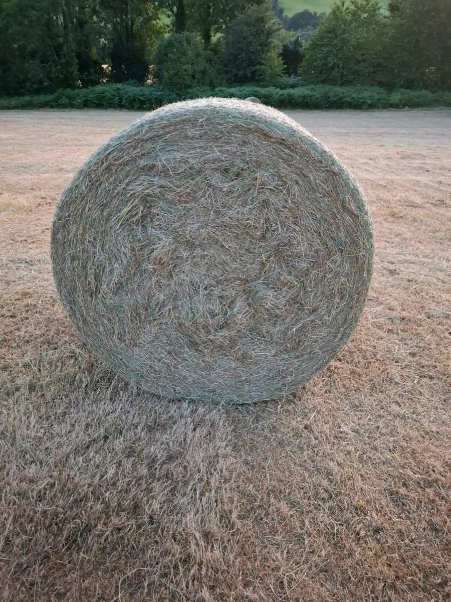 Hay - Image 1