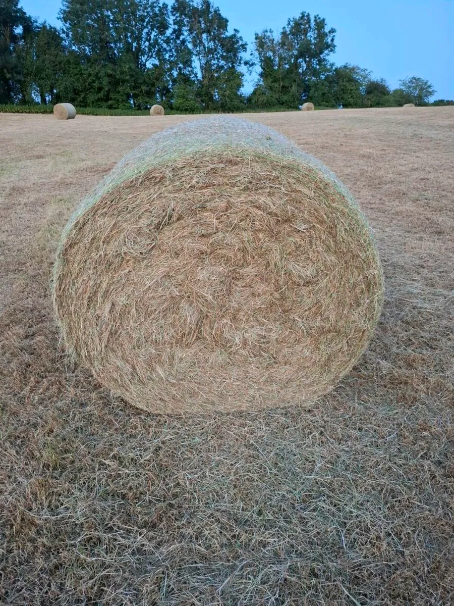 Hay - Image 3