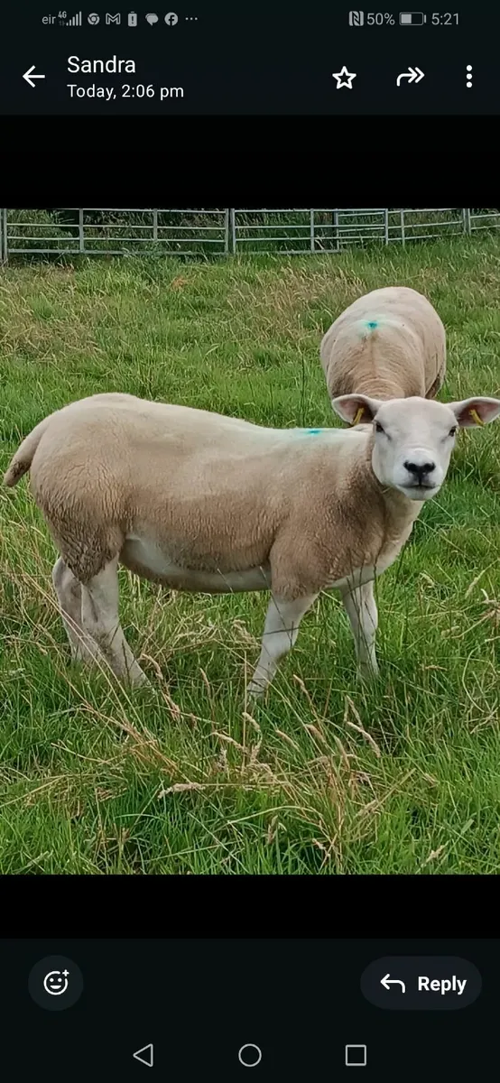 Texel ewe hoggets - Image 2