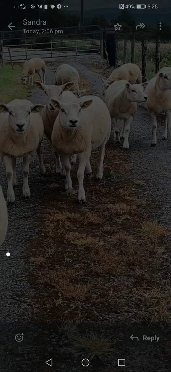Texel ewe hoggets - Image 3