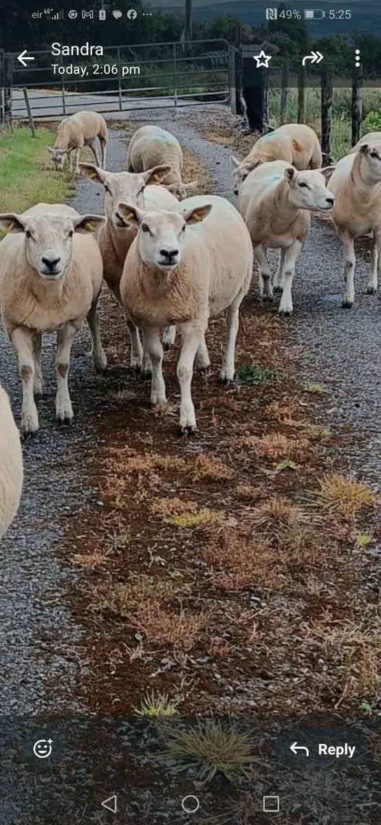 Texel ewe hoggets - Image 4