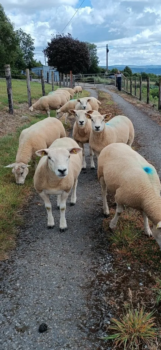 Texel ewe hoggets - Image 4