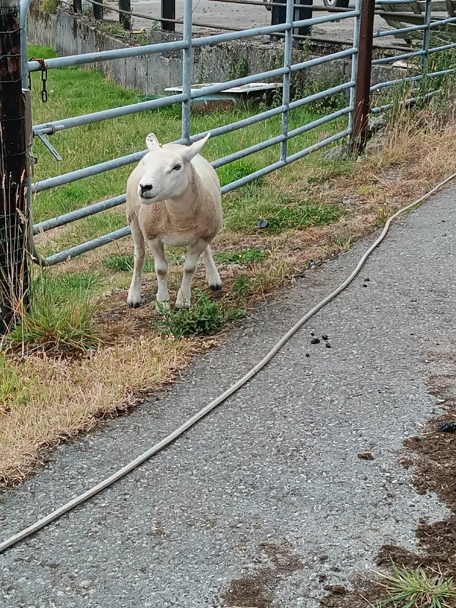 Texel ewe hoggets - Image 1