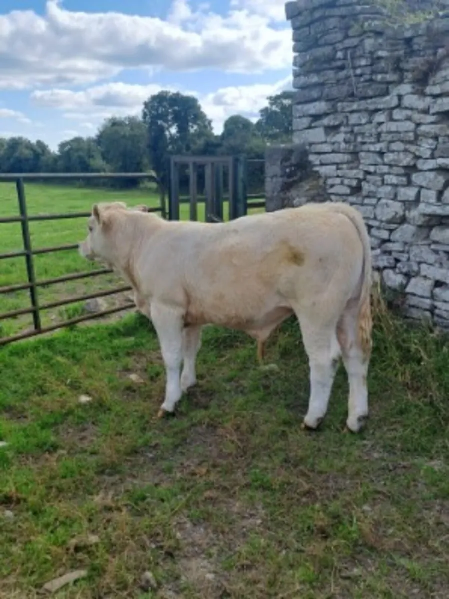 Charolais bull weanlings - Image 1