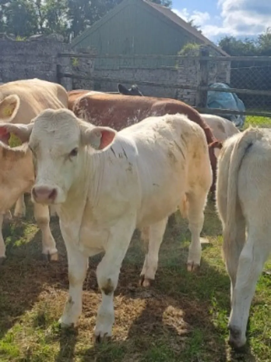 Charolais bull weanlings - Image 2