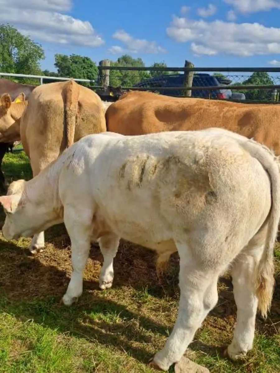 Charolais bull weanlings - Image 3