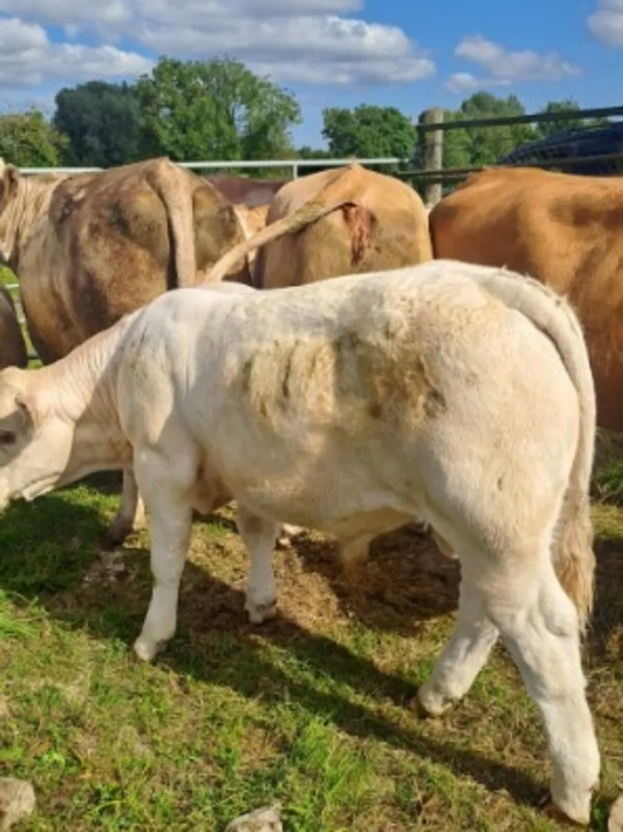 Charolais bull weanlings - Image 4