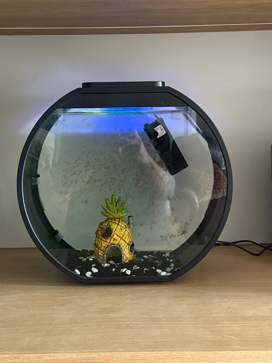 Fish tank with filter and light