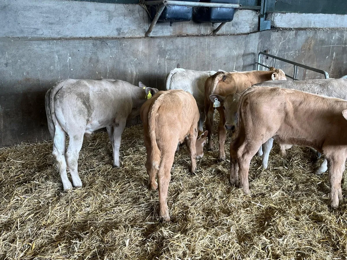 6 super charlaois bull  runners - Image 1