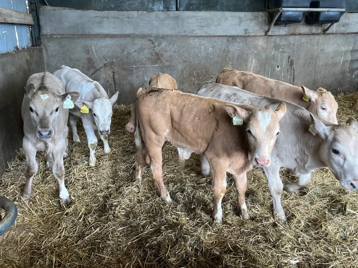 6 super charlaois bull  runners - Image 2