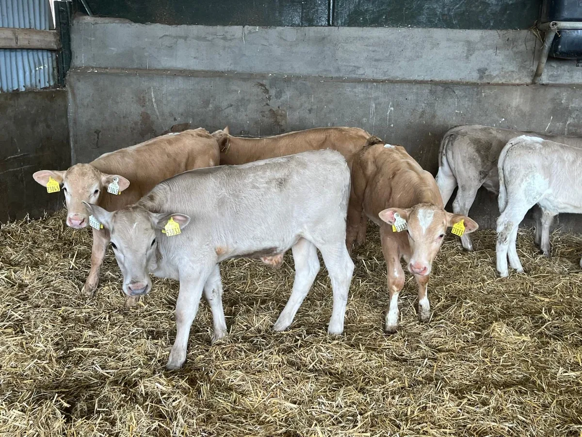 6 super charlaois bull  runners - Image 3