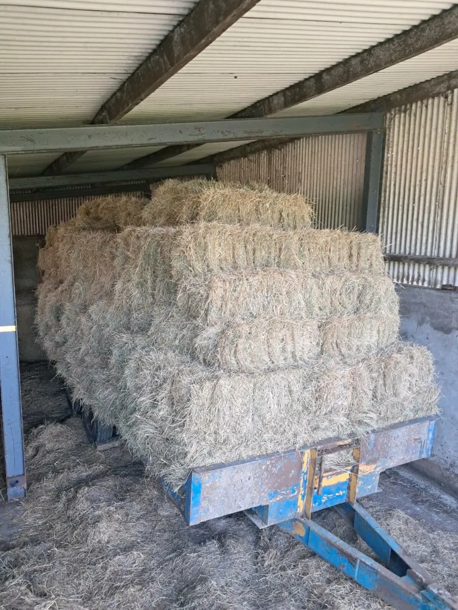 Hay - Image 2
