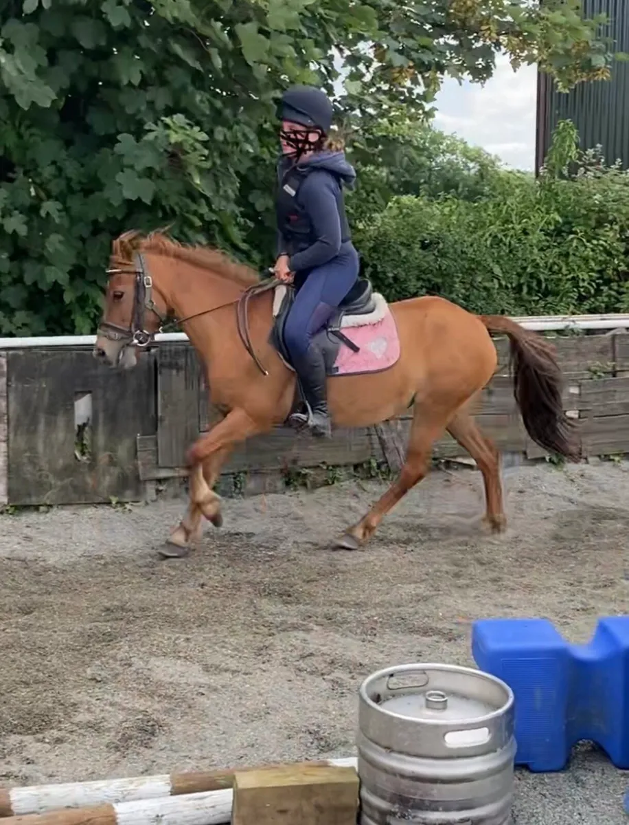 REG. 12.2h KERRY BOG PONY MARE - Image 3