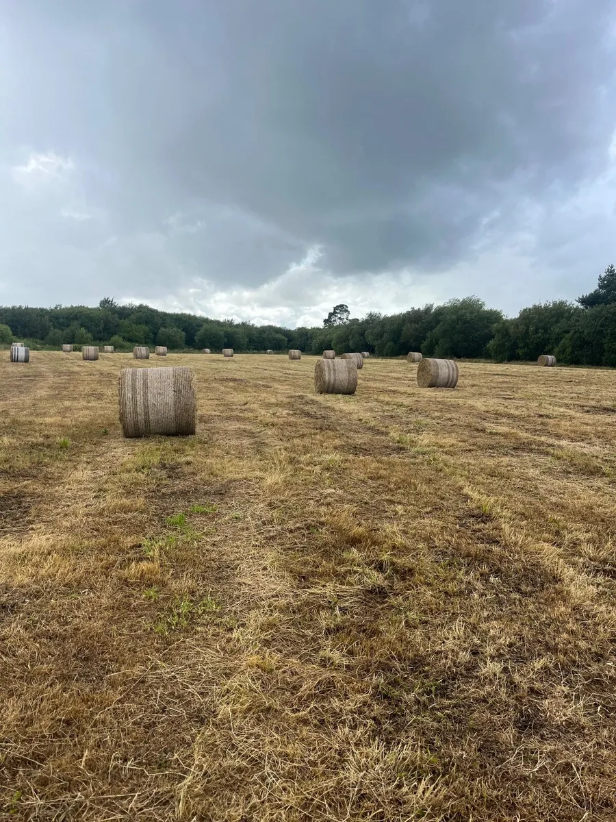 Hay for sale