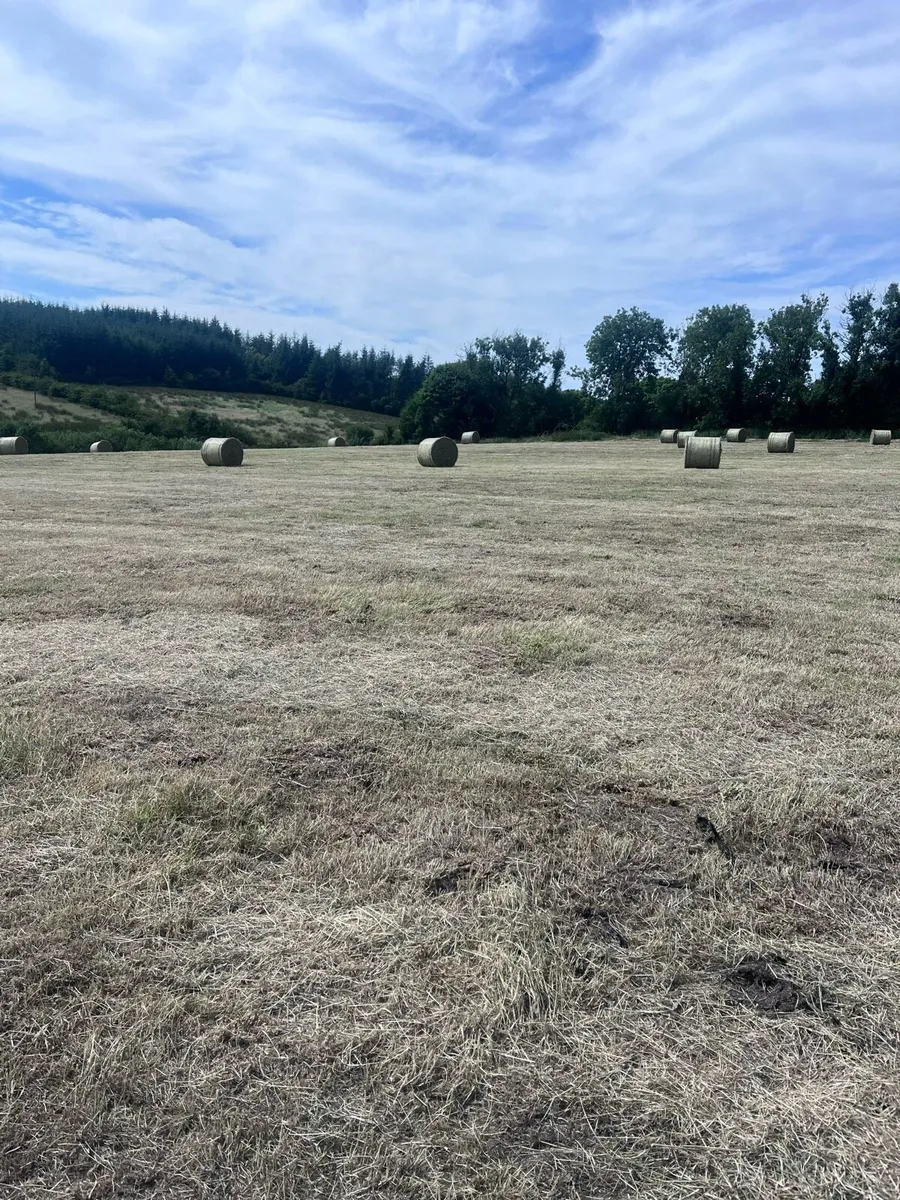 Round Bales of hay - Image 3