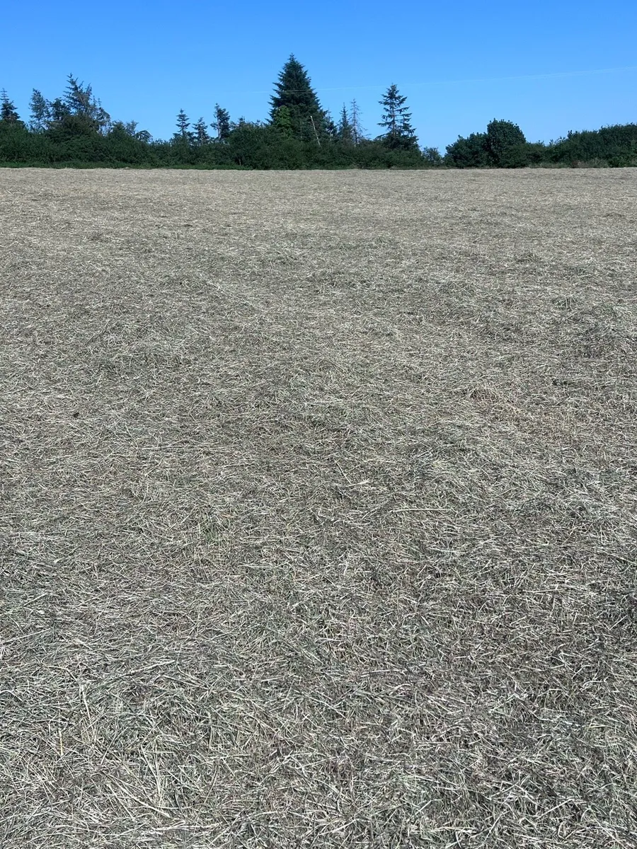 Round Bales of hay - Image 4