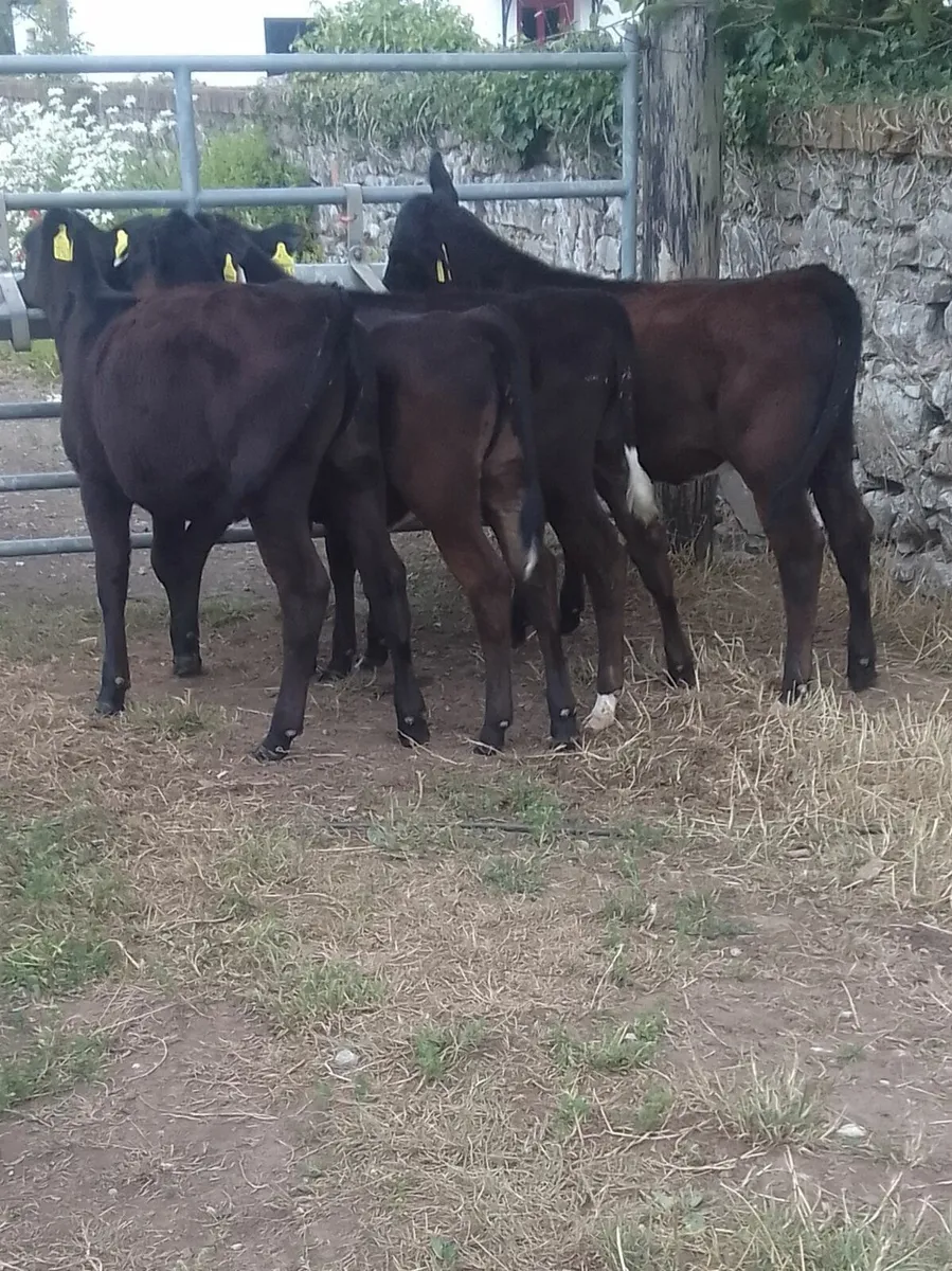 Angus x .haffers calfs - Image 1