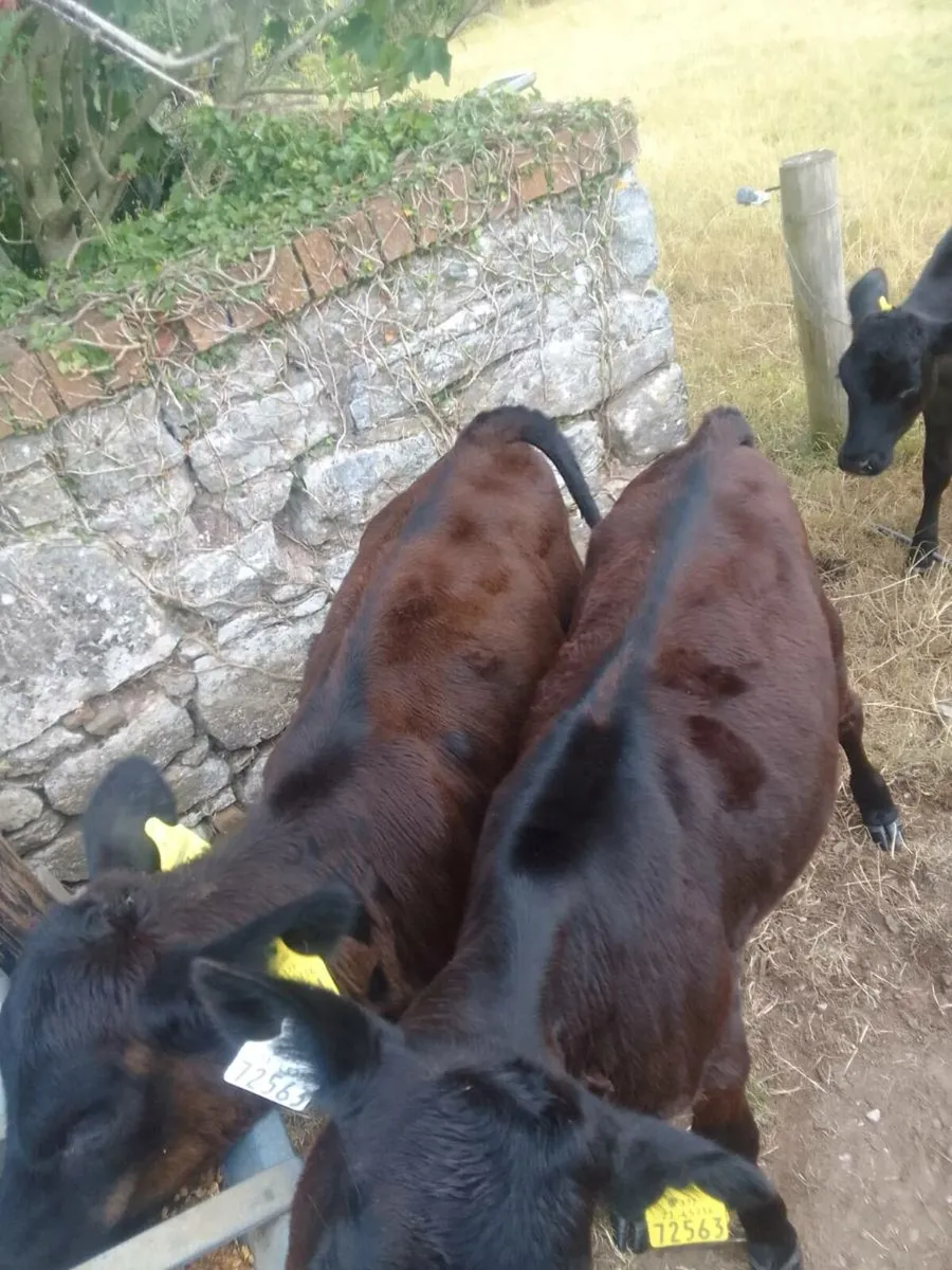 Angus x .haffers calfs - Image 2