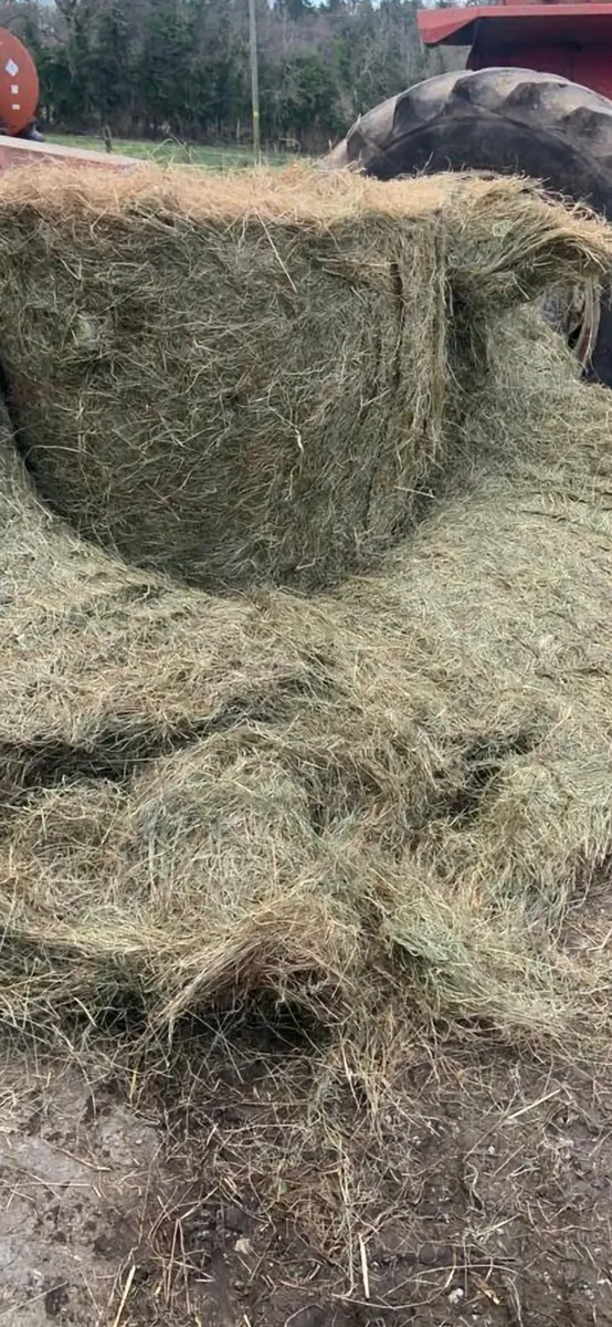 Hay - Image 4