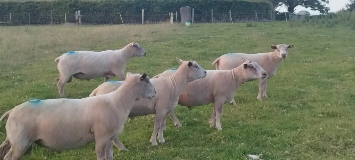 Pedigree Registered Charollais Rams - Image 2