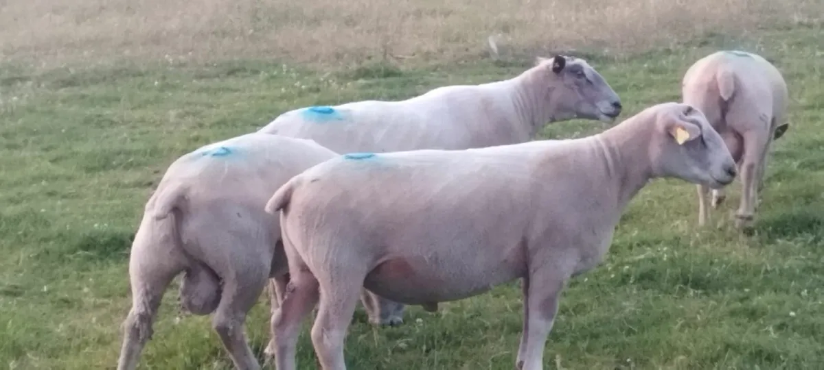 Pedigree Registered Charollais Rams - Image 3