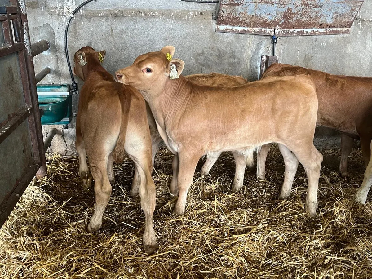 8suckler bred  bull runners - Image 1