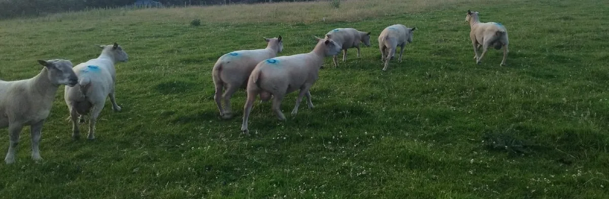 Pedigree Registered Charollais Rams - Image 4