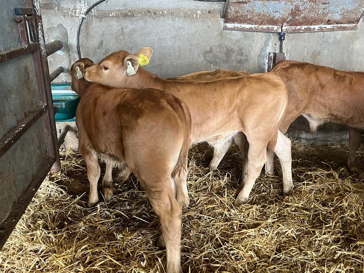 8suckler bred  bull runners - Image 2