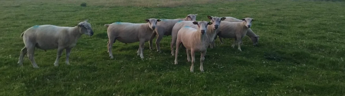 Pedigree Registered Charollais Rams - Image 1