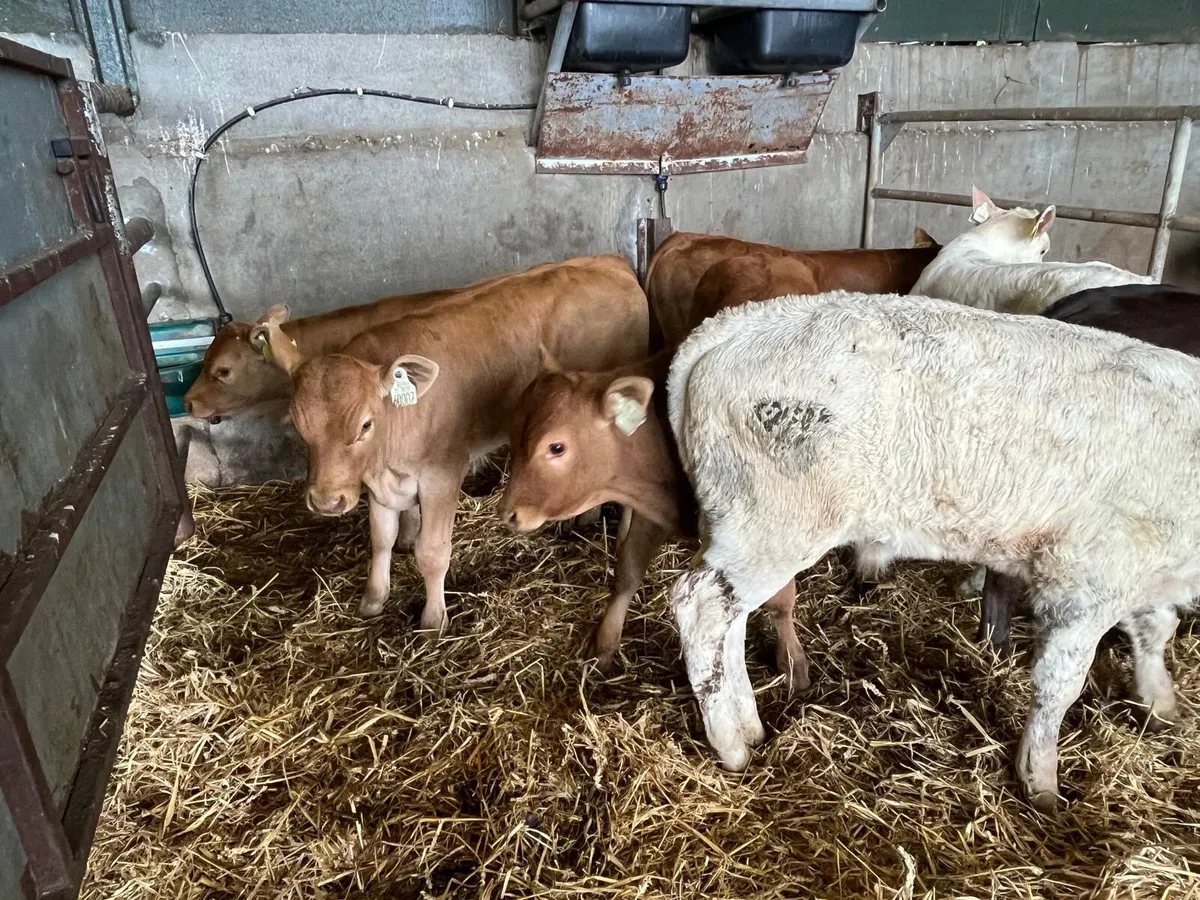 8suckler bred  bull runners - Image 3