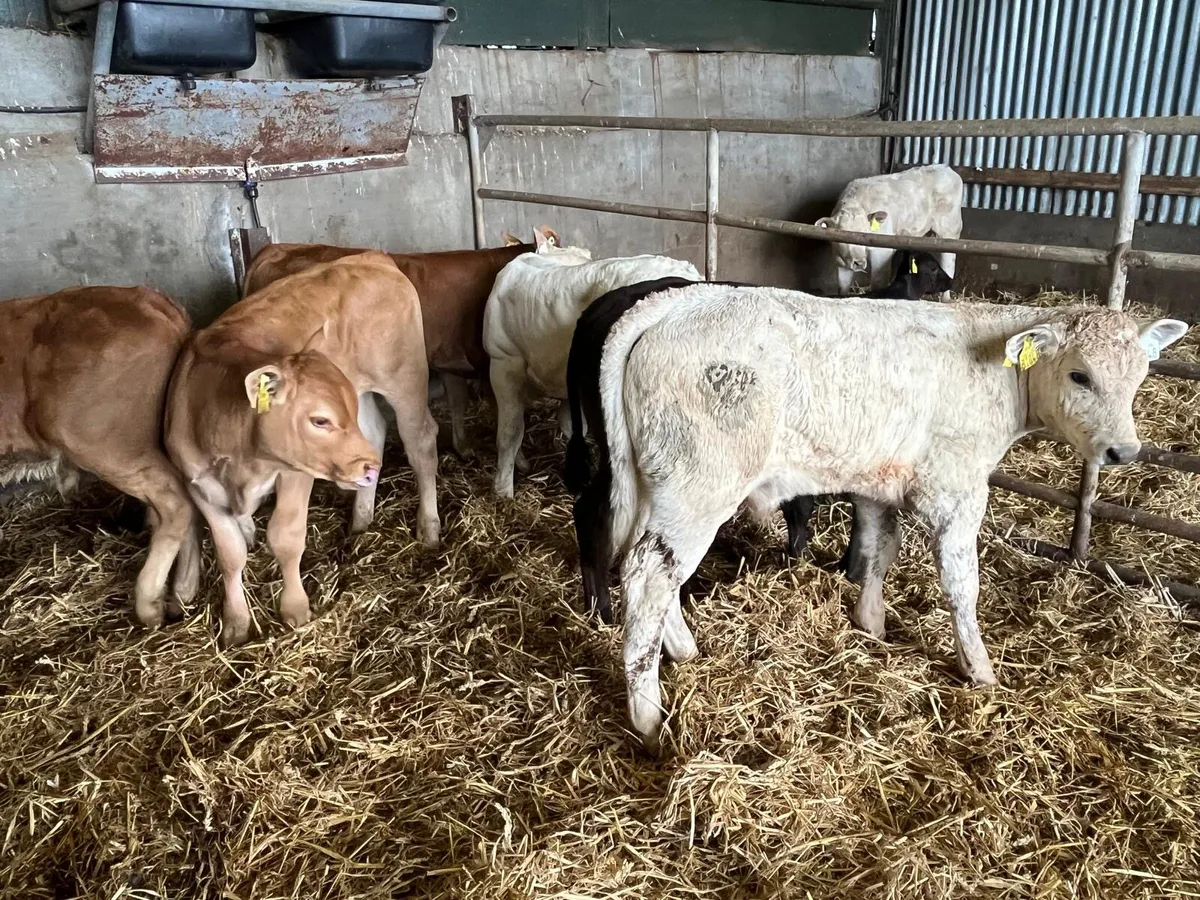 8suckler bred  bull runners - Image 4