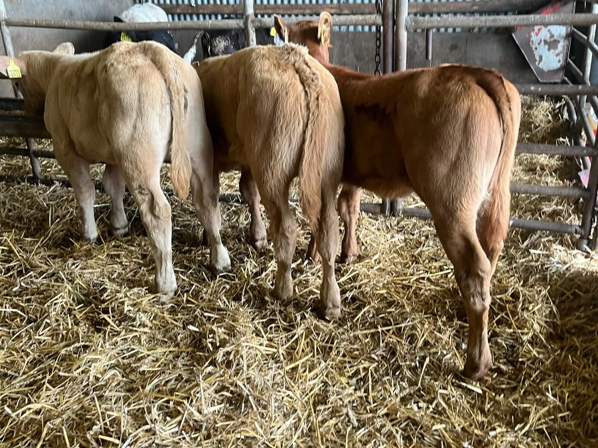 3 suckler bred  continental heifers - Image 1