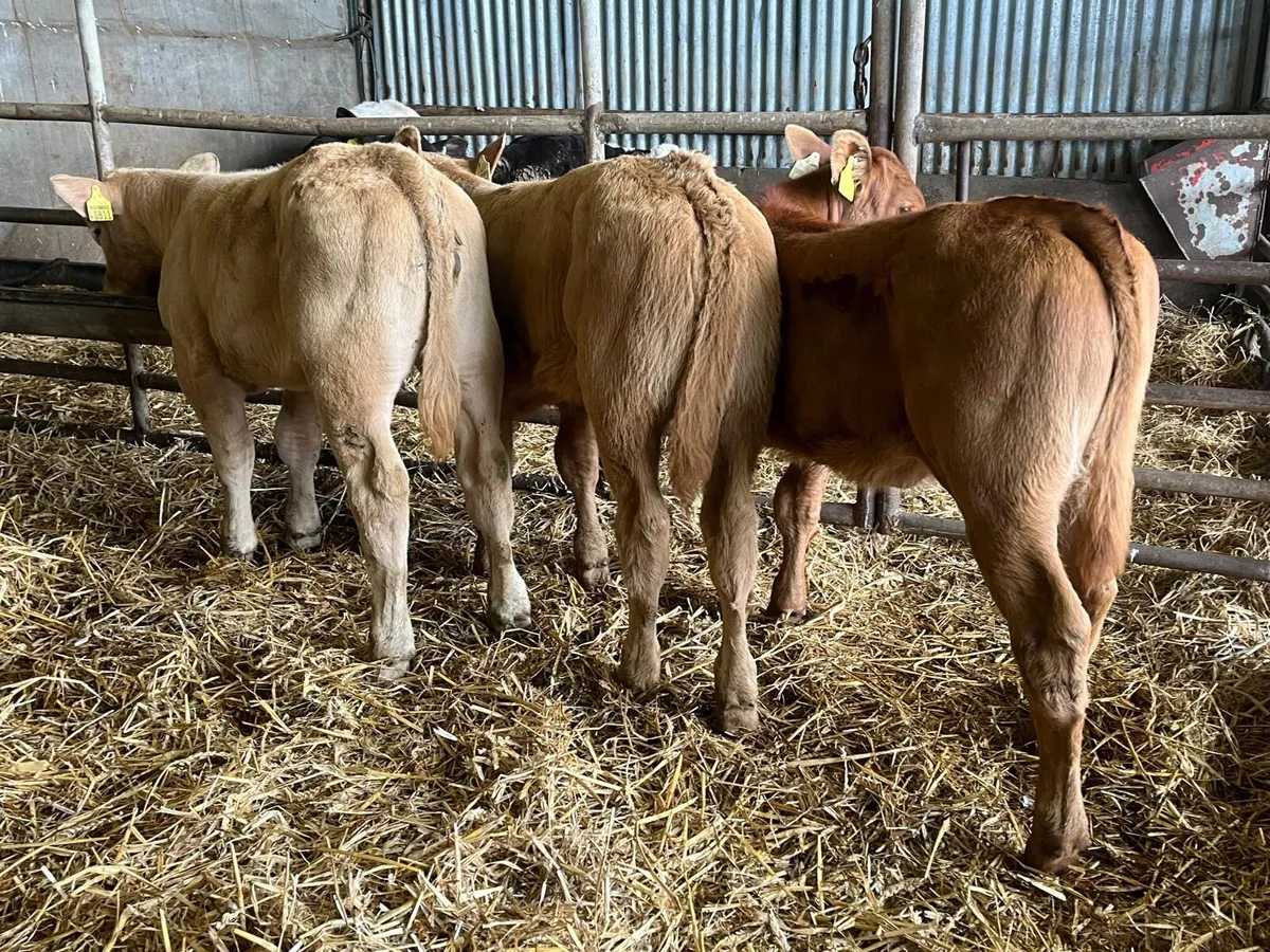 3 suckler bred  continental heifers - Image 2