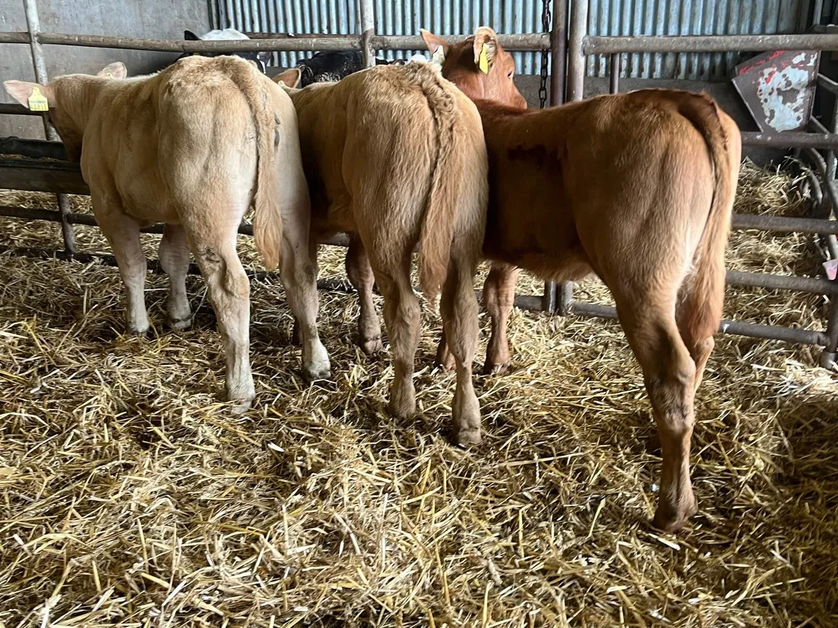 3 suckler bred  continental heifers - Image 3