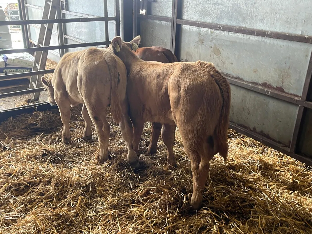 3 suckler bred  continental heifers - Image 4
