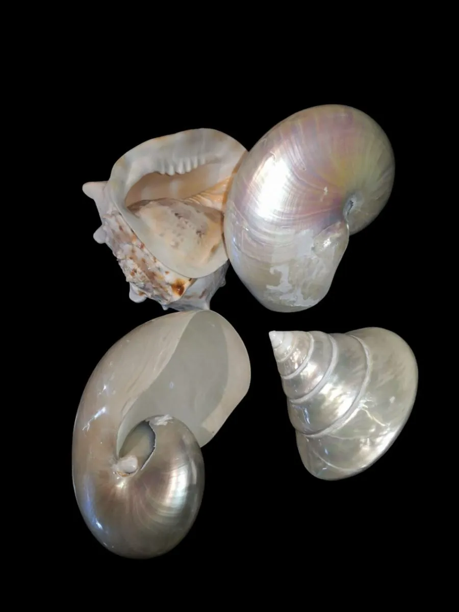 Large seashells x4 - Image 1