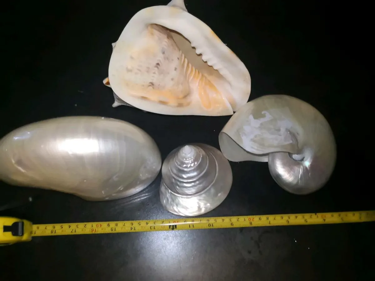 Large seashells x4 - Image 2