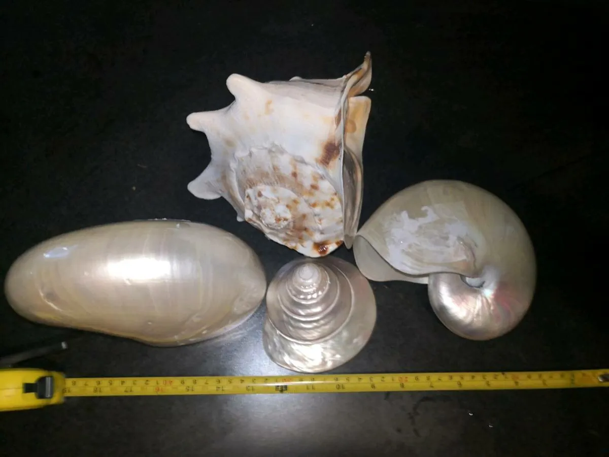 Large seashells x4 - Image 3