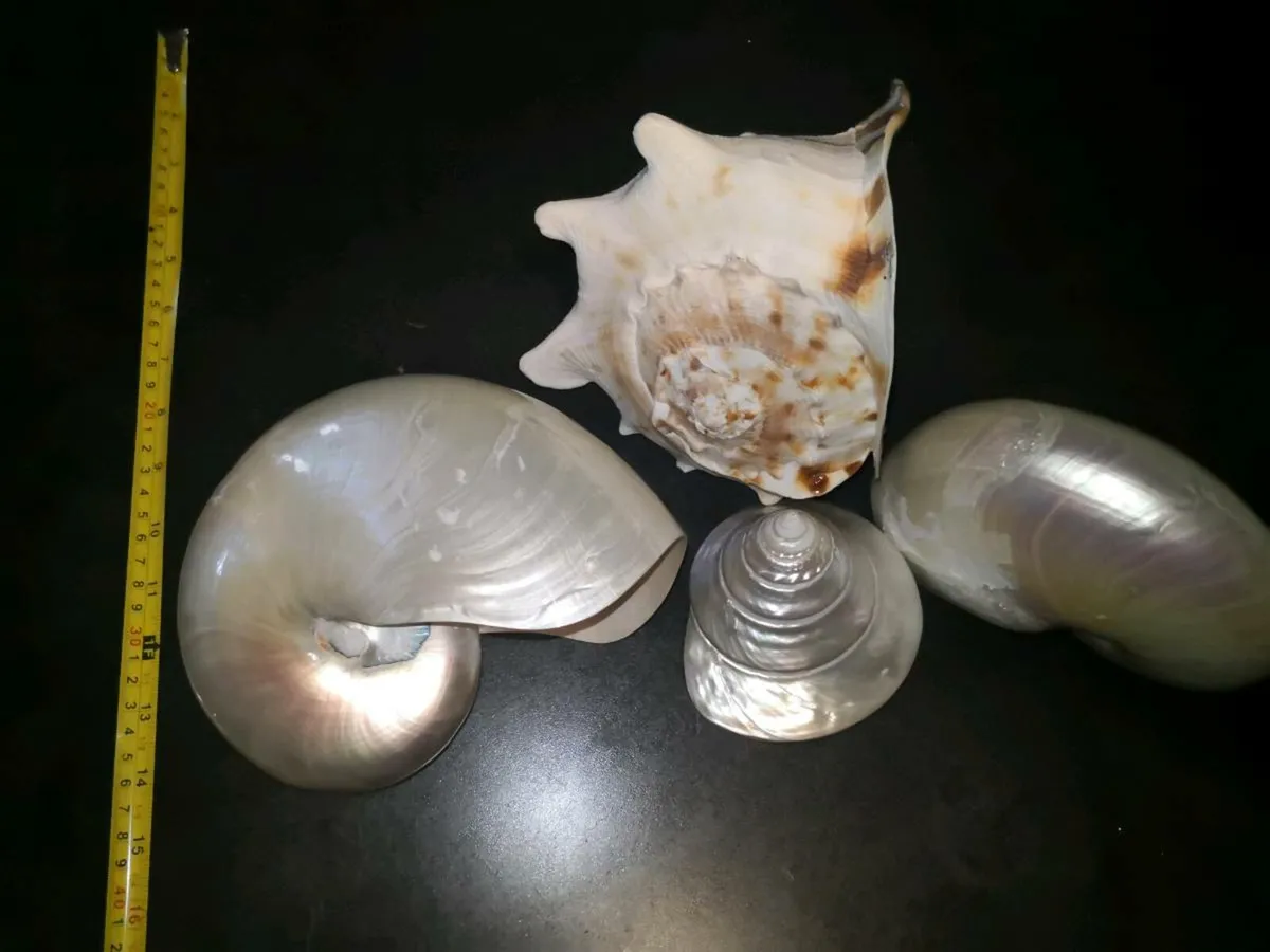 Large seashells x4 - Image 4