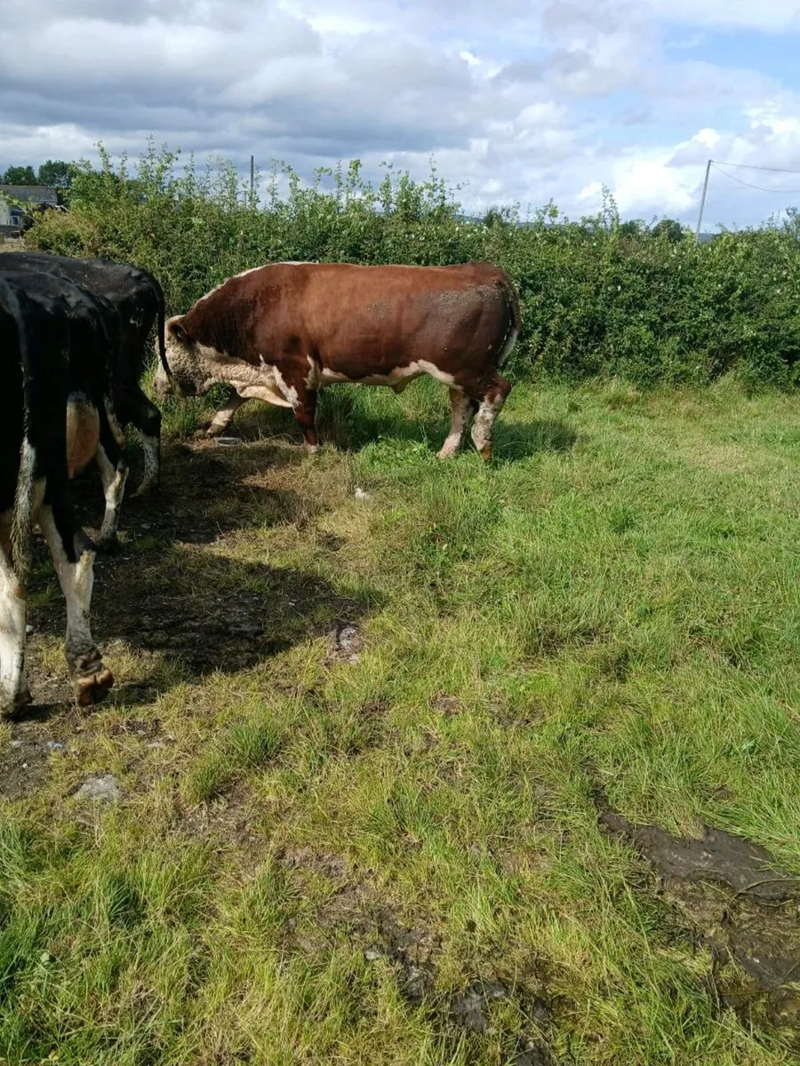 Pure breed Hereford bull v - Image 2
