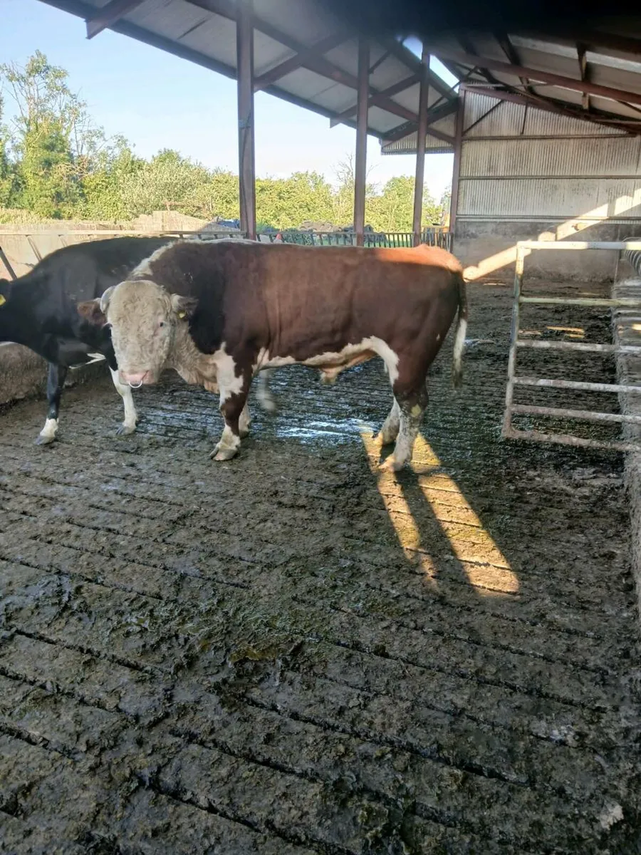 Pure breed Hereford bull v - Image 4