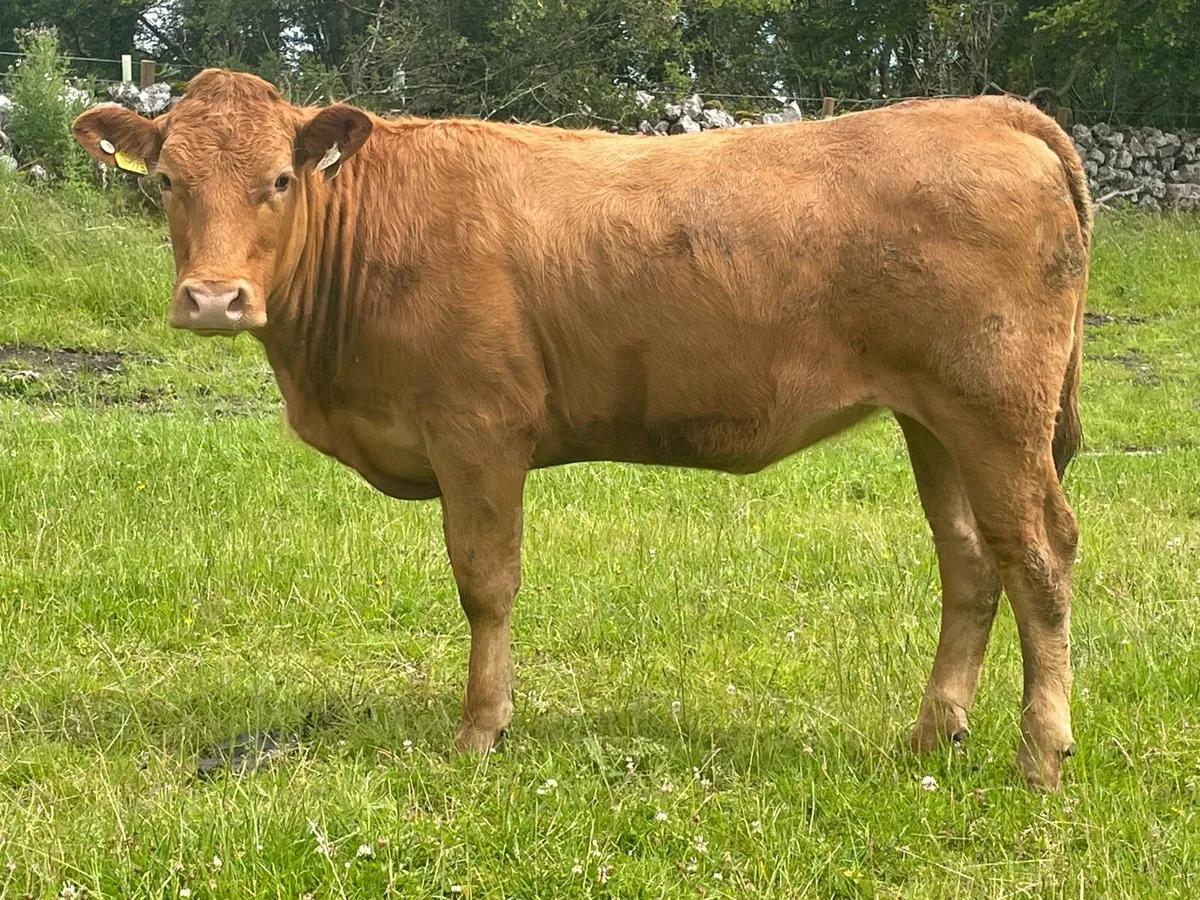 Organic bulling heifer - Image 1