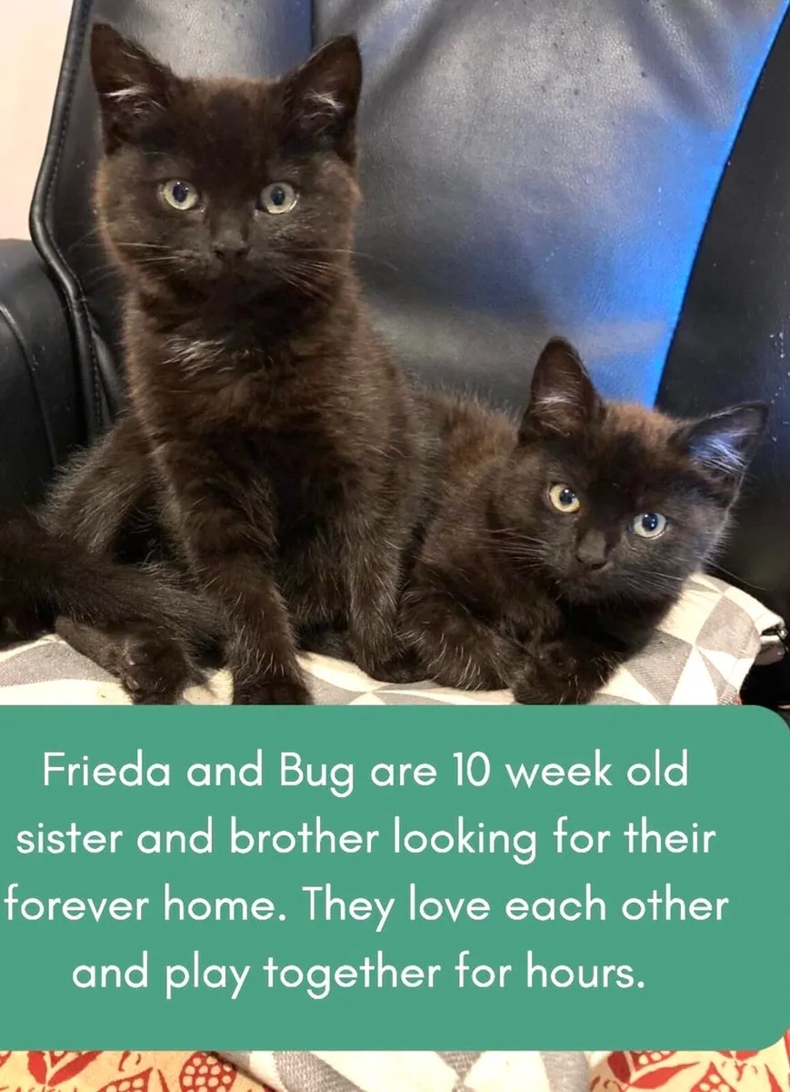 Catstrust adoption and protection. Rescued . - Image 1